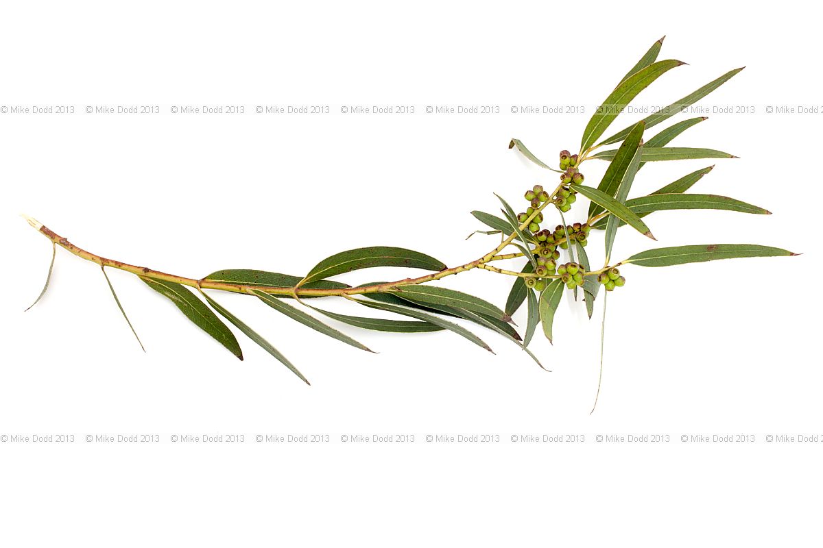 Eucalyptus parvifolia Small-leaved Gum (?)