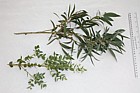 Eucalyptus parvifolia Small-leaved Gum (?)
