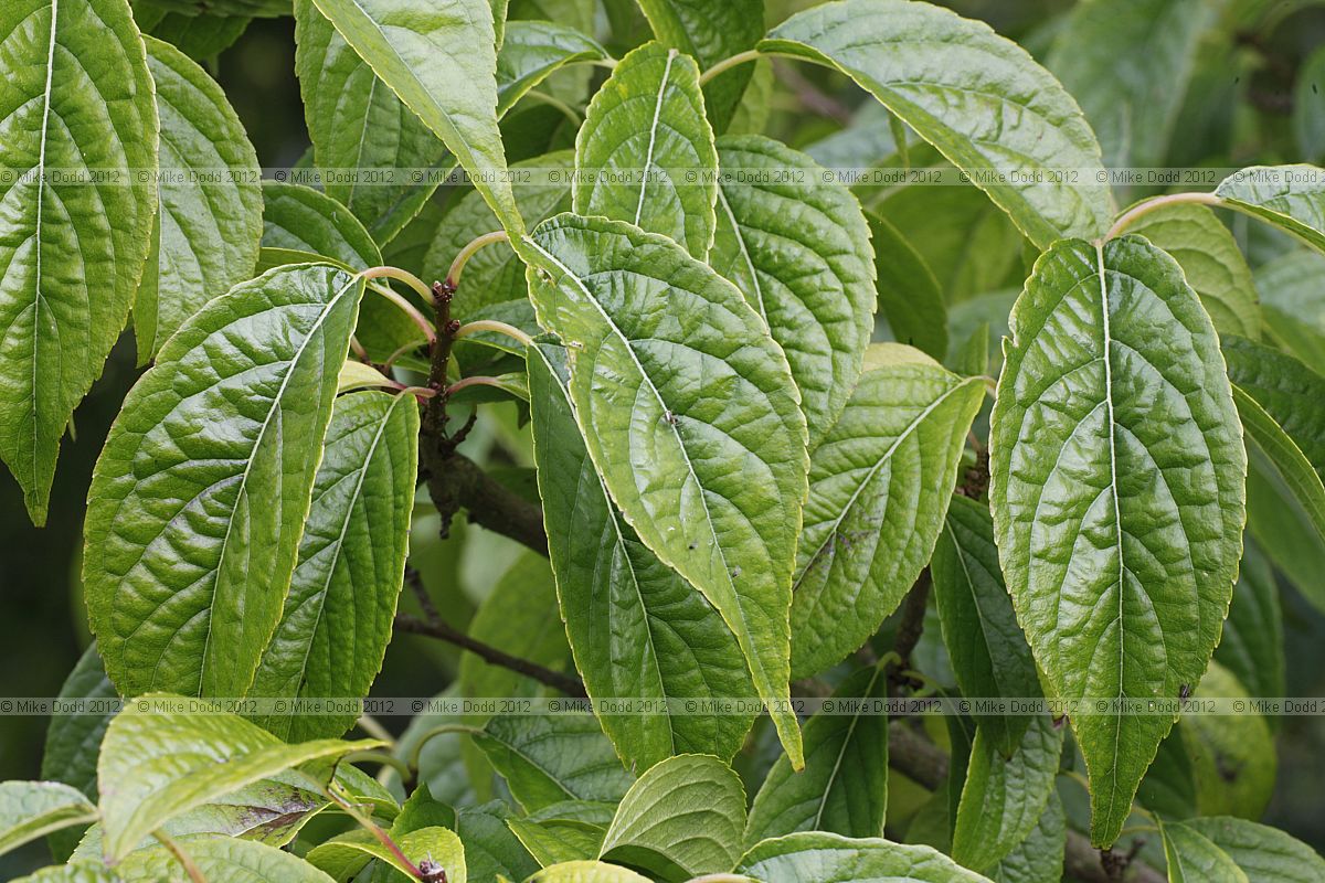 Eucommia ulmoides Hardy Rubber Tree