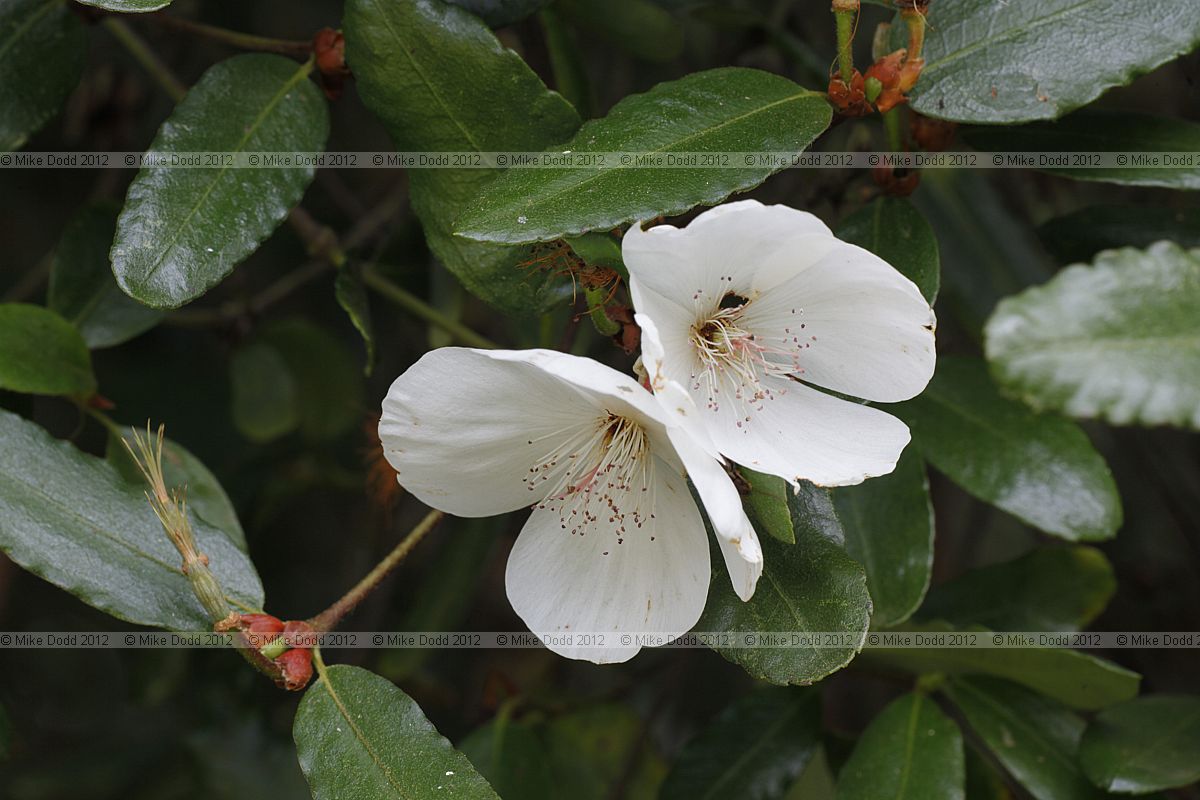 Eucryphia x intermedia
