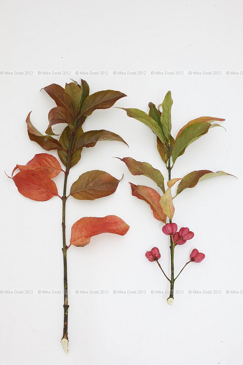 Euonymus europaeus Spindle
