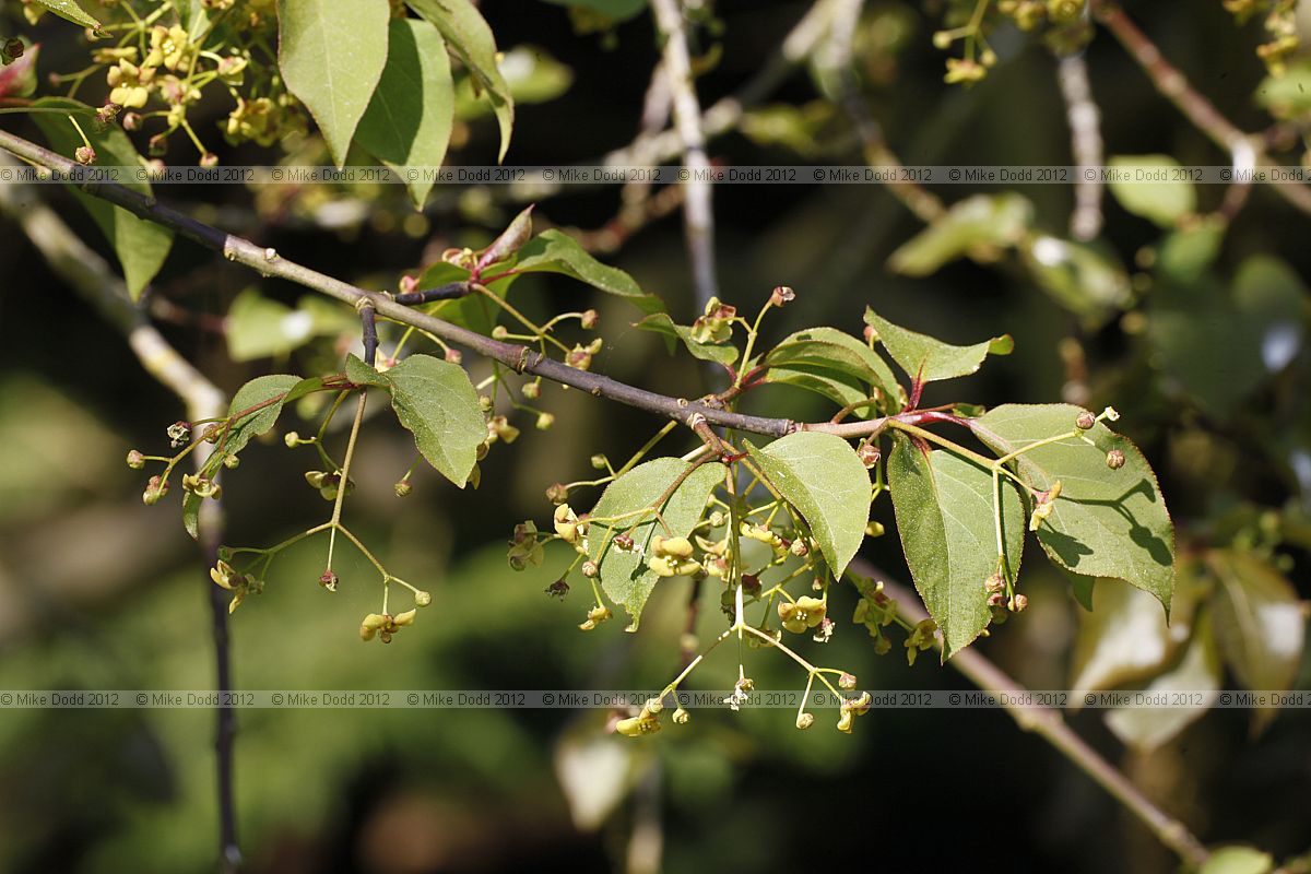 Euonymus sanguineus Spindle Tree