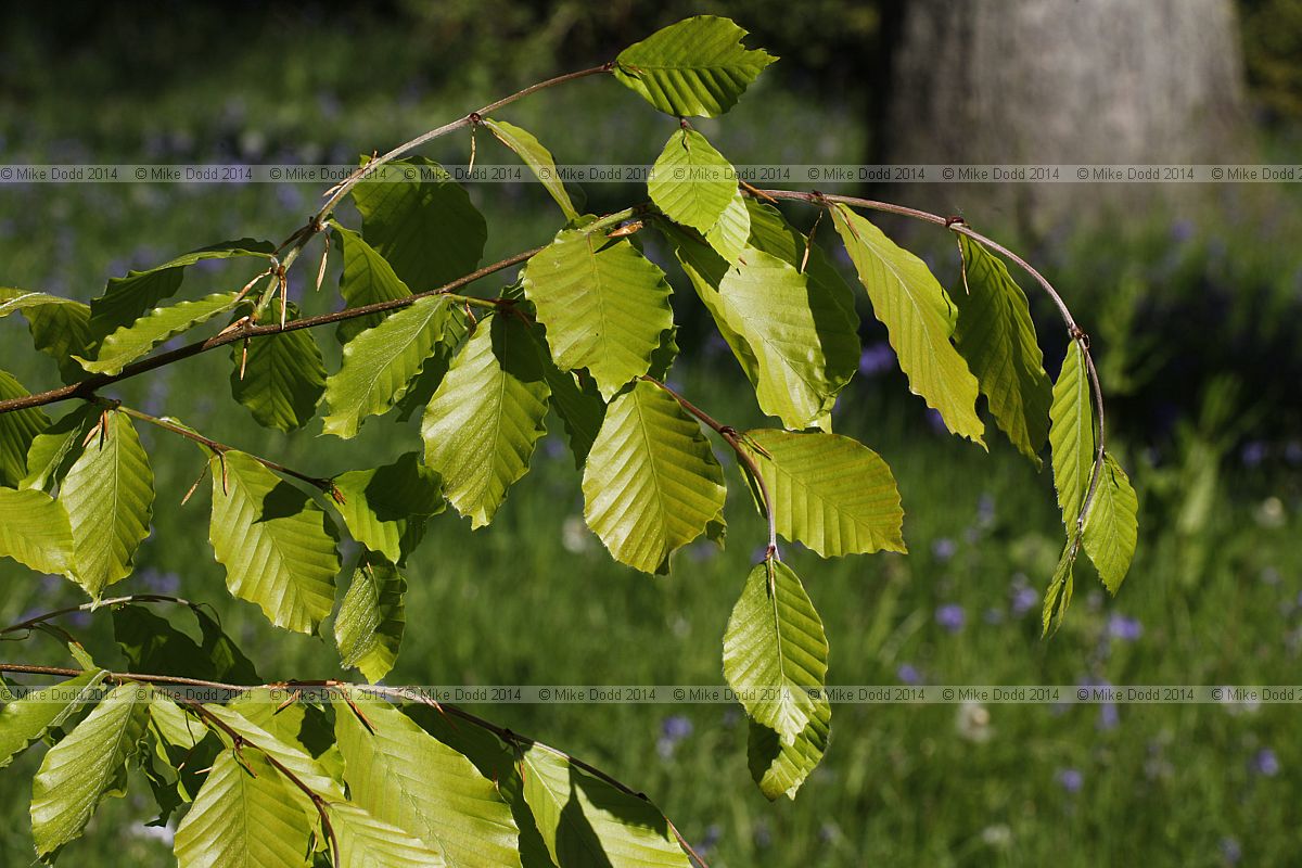 Fagus orientalis Oriental beech
