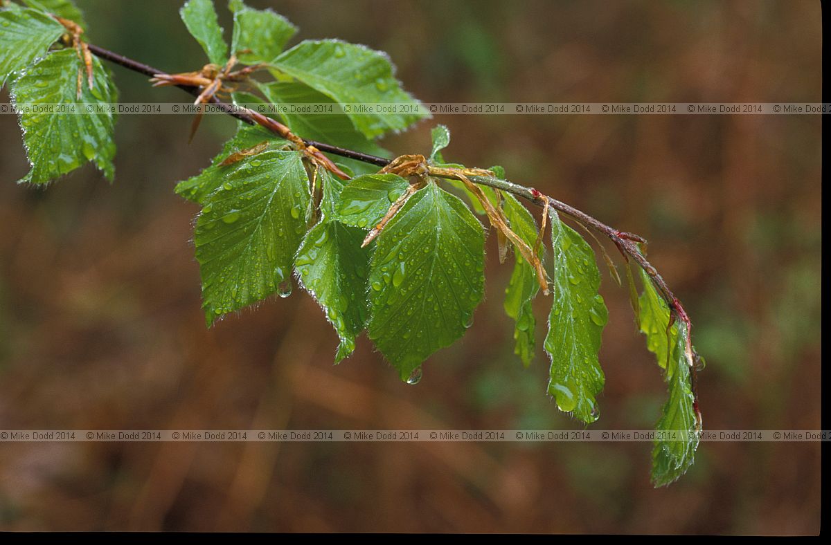Fagus sylvatica Beech