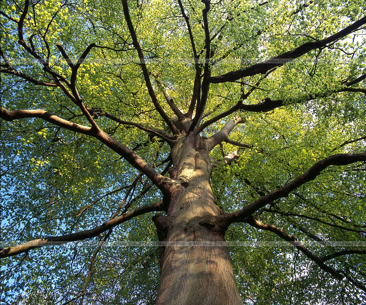 Looking upward under Fagus sylvatica beech tree in green leaf