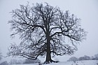 Fagus sylvatica Beech tree in snow silhouette