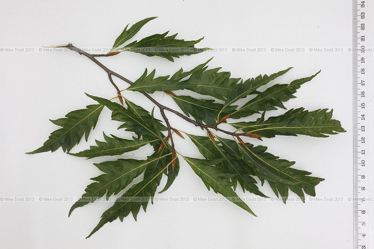 Fagus sylvatica 'Aspleniifolia' Fern-leaved Beech