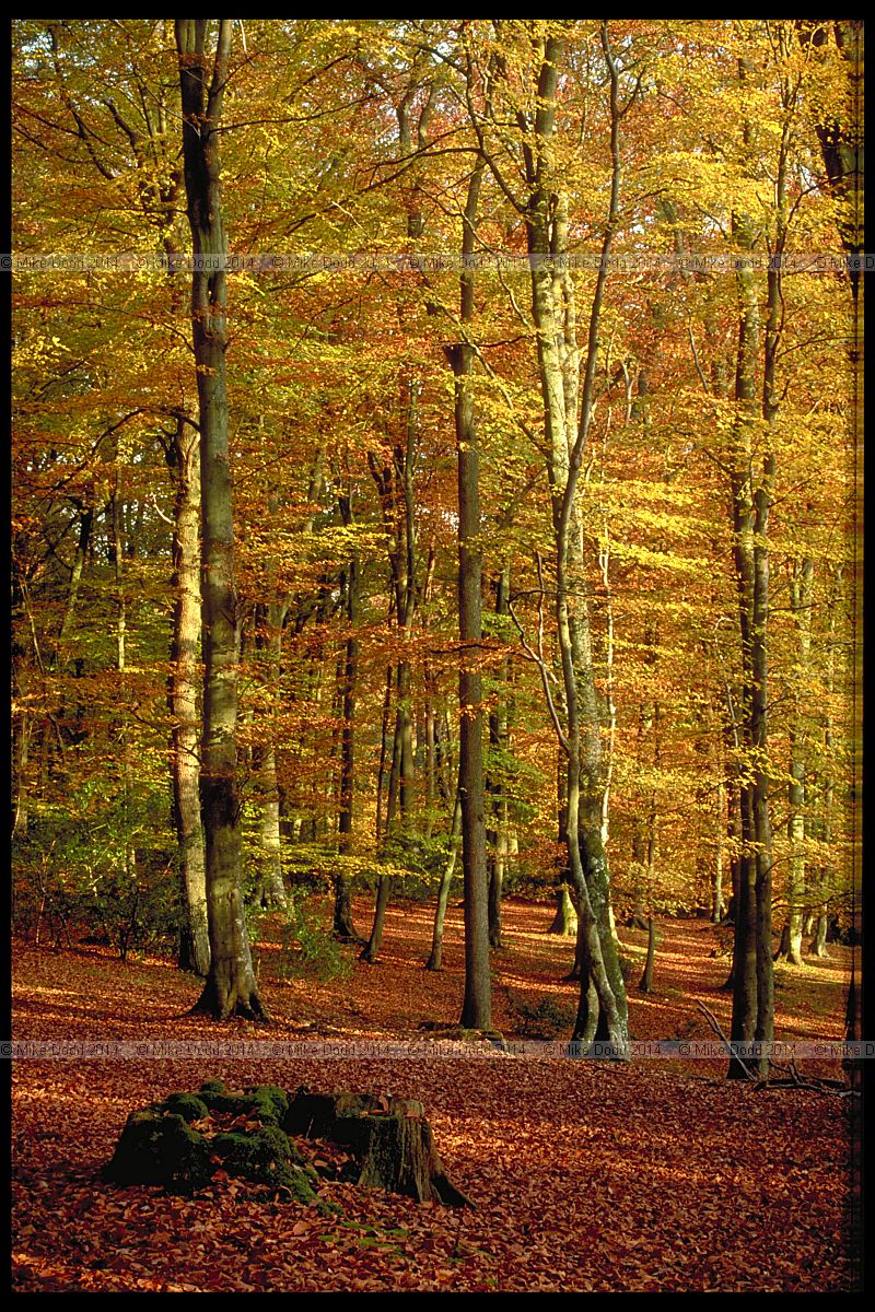 Fagus sylvatica Beech