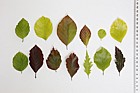 Fagus sylvatica cultivars each leaf is a different cultivar some are weeping versions. Inc 'Rotundifolia', 'Asplenifolia', f purpurea, 'Zlatia', 'Rohanii', 'Purpurea Tricolor'