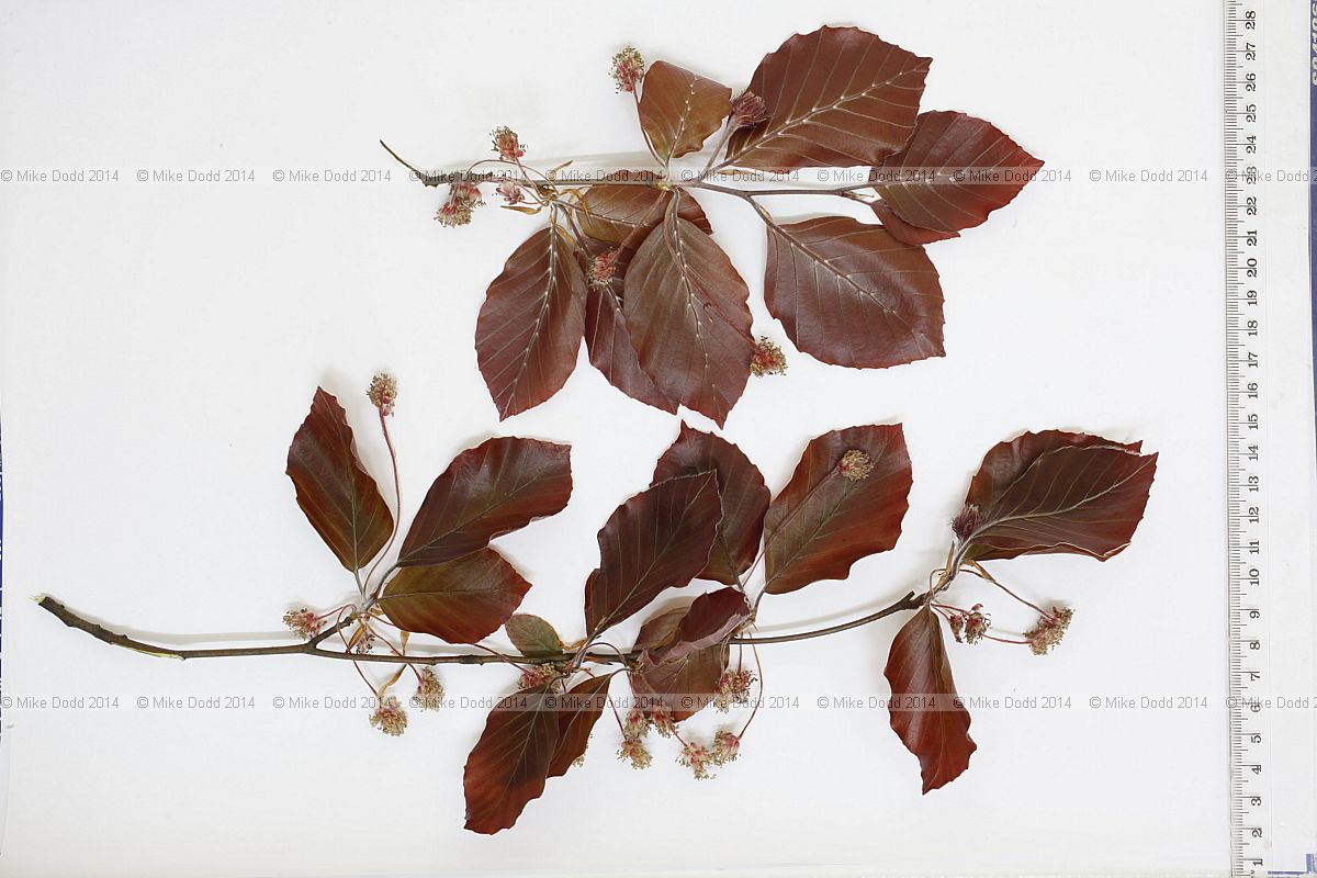 Fagus sylvatica forma purpurea Purple beech