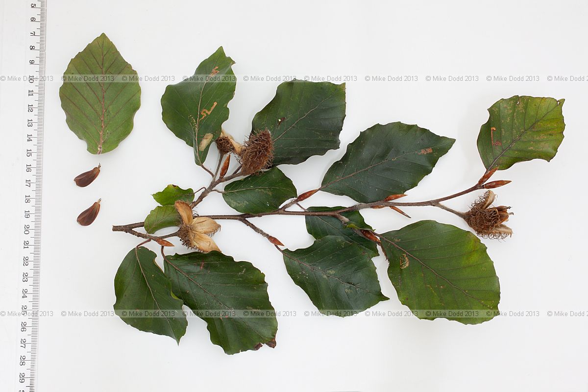 Fagus sylvatica f. purpurea Copper Beech (rather a dull coloured version)