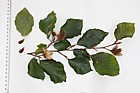Fagus sylvatica f. purpurea Copper Beech (rather a dull coloured version)