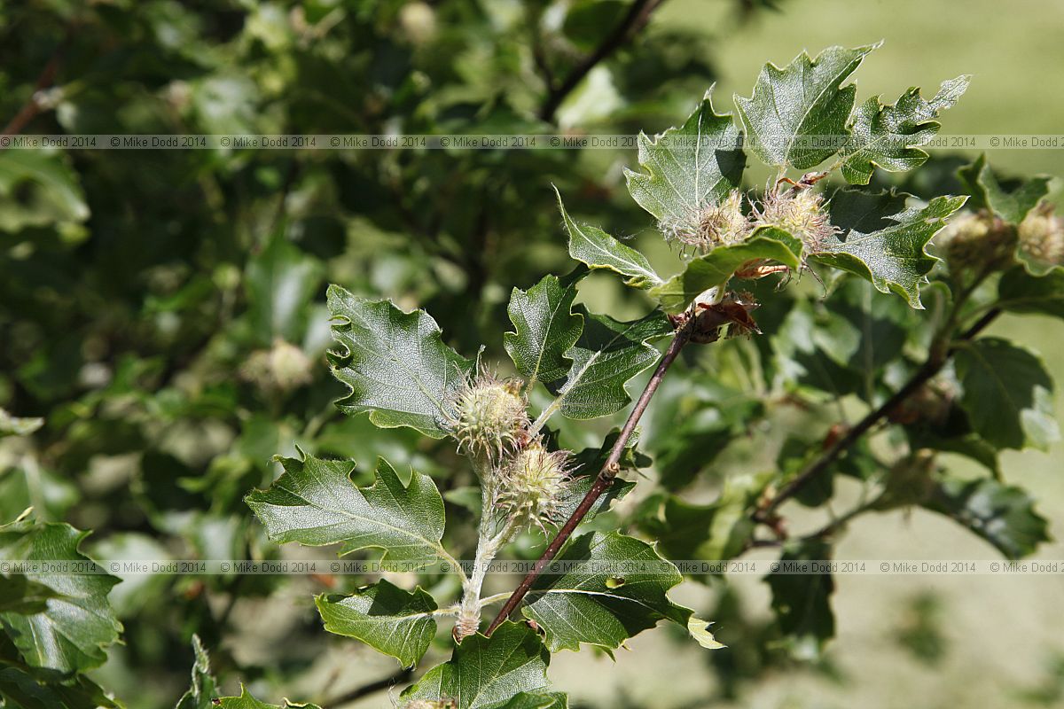 Fagus sylvatica 'Quercina'