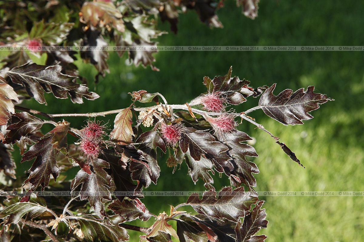 Fagus sylvatica 'Rohanii'