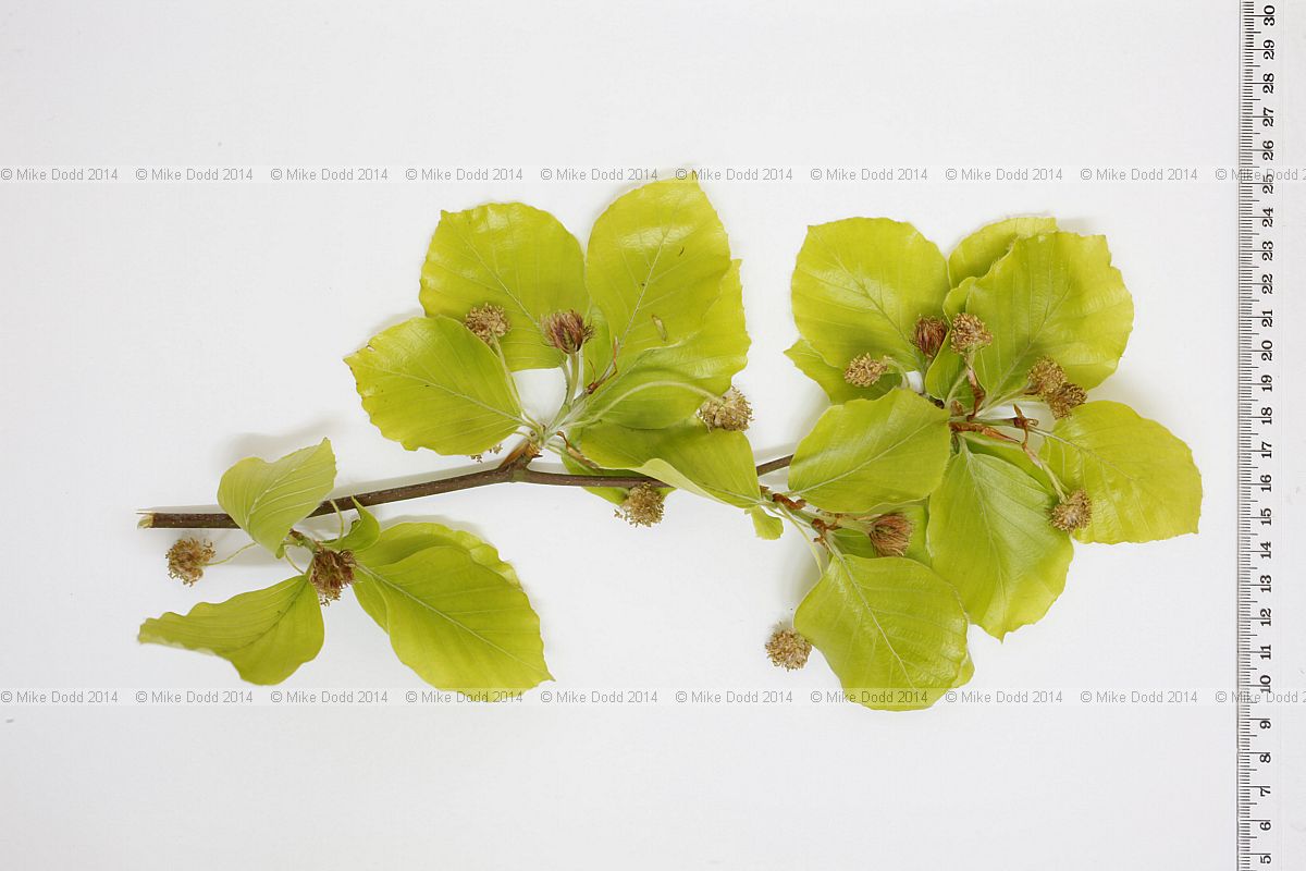 Fagus sylvatica 'Zlatia' Golden beech