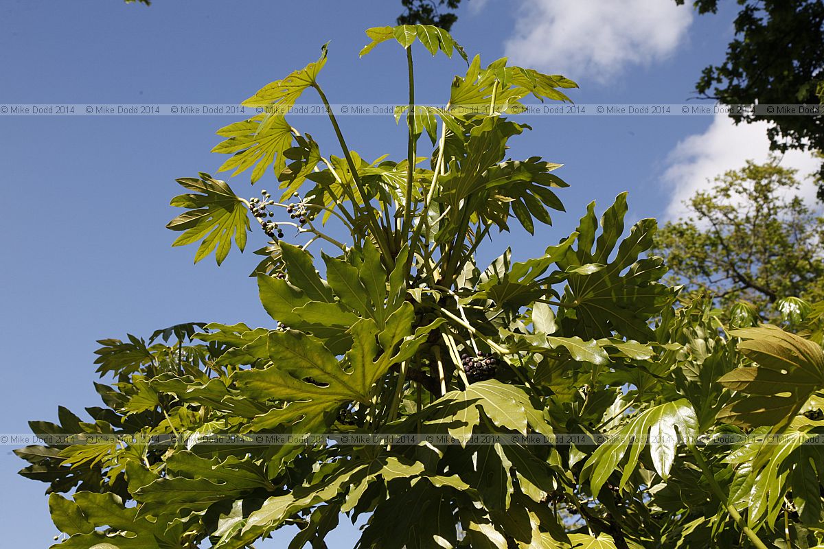 Fatsia japonica Castor Oil plant