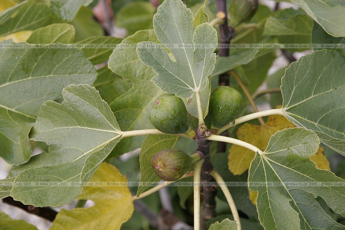Ficus carica Fig