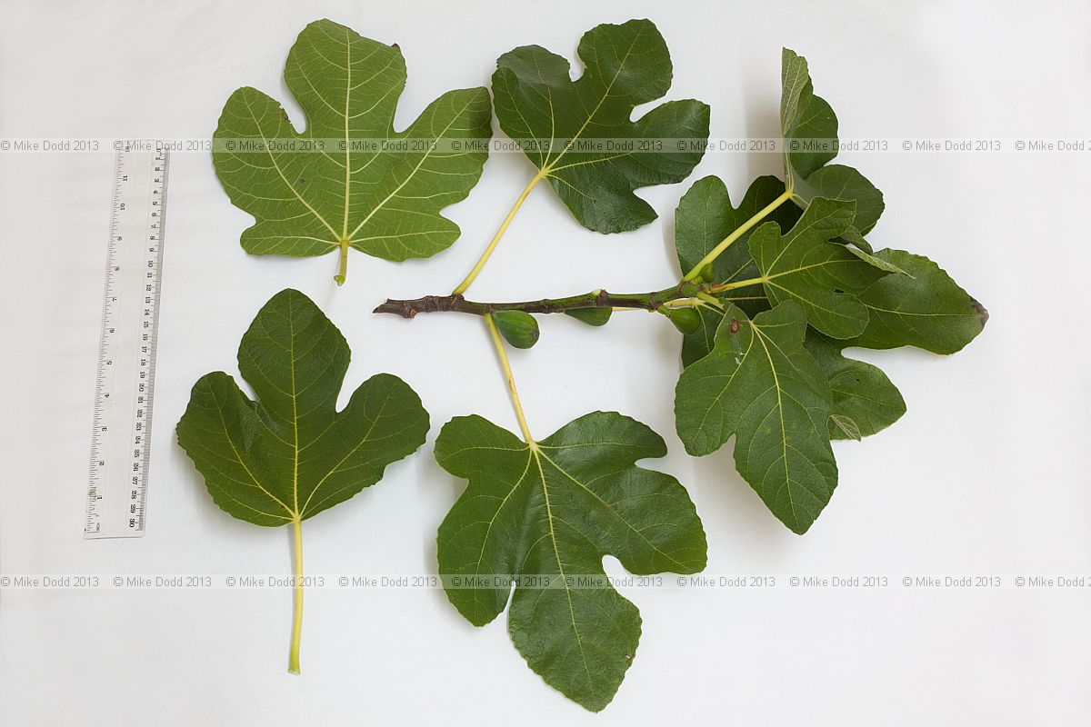Ficus carica Fig