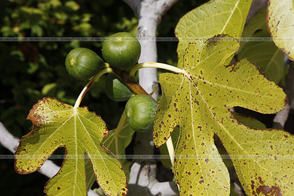 Ficus carica Fig