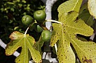 Ficus carica Fig