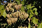 Firmiana simplex Chinese parasol tree