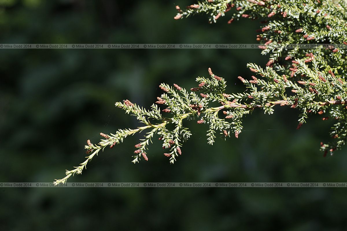 Fitzroya cupressoides