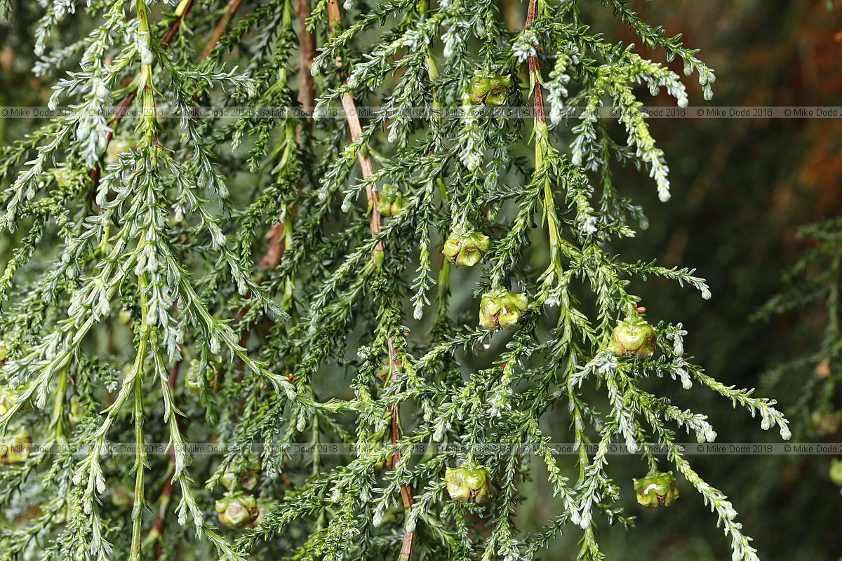 Fitzroya cupressoides