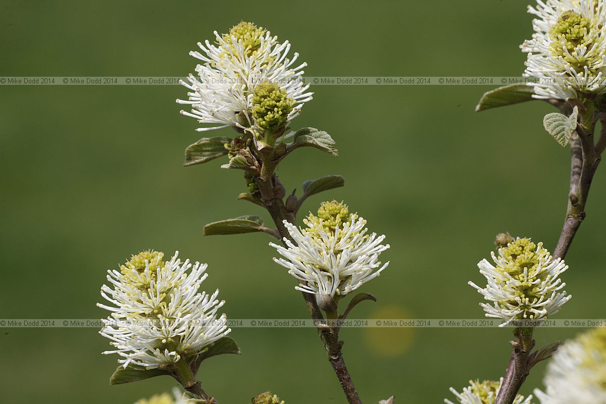 Fothergilla major Witch alder