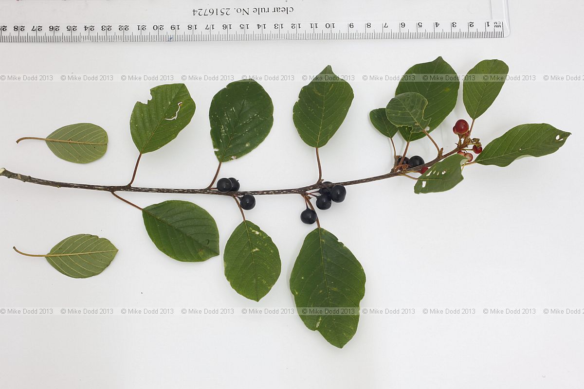 Frangula alnus Alder Buckthorn