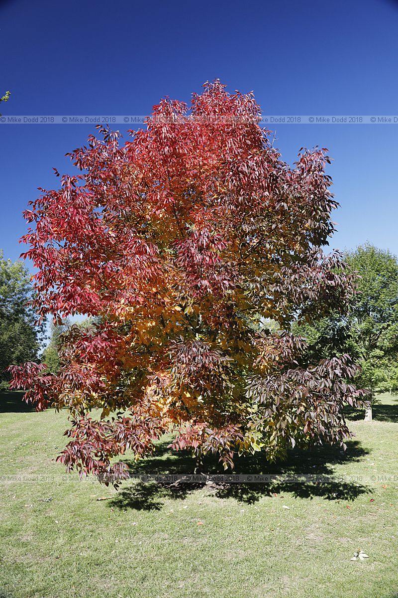 Fraxinus americana 'Autumn Purple'