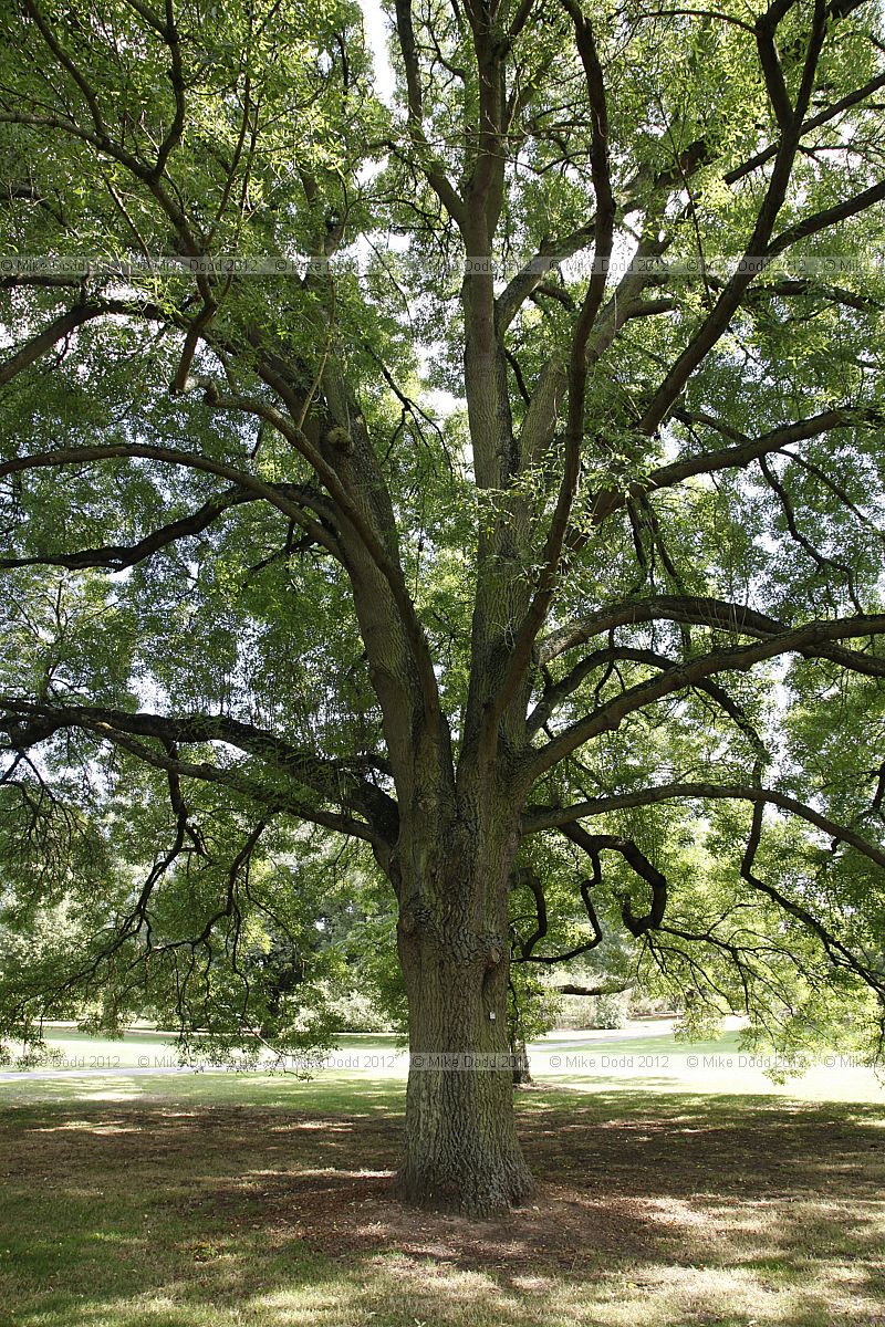 Fraxinus angustifolia Narrow leaved ash