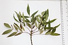 Fraxinus angustifolia ssp oxycarpa 'Raywood' Claret Ash