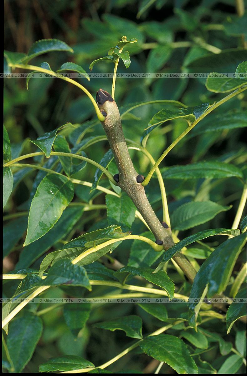 Fraxinus excelsior European ash