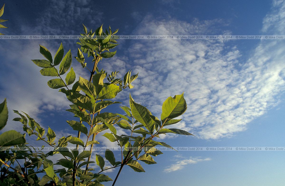 Fraxinus excelsior European ash