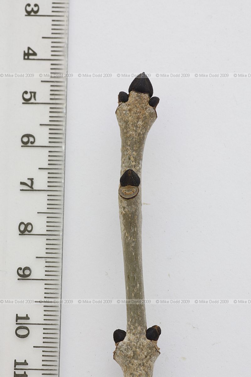 Fraxinus excelsior European ash