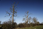 Fraxinus excelsior European ash bare tree against blue sky