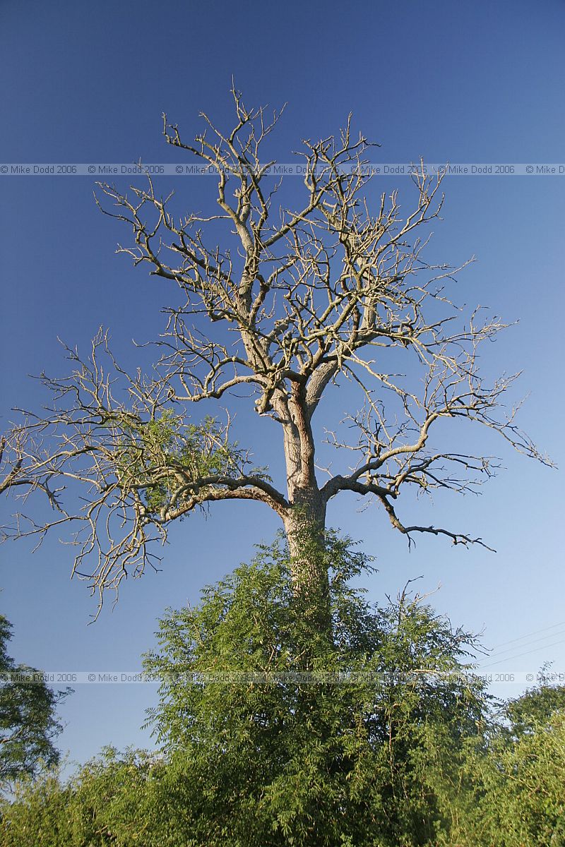 Fraxinus excelsior European ash tree almost dead