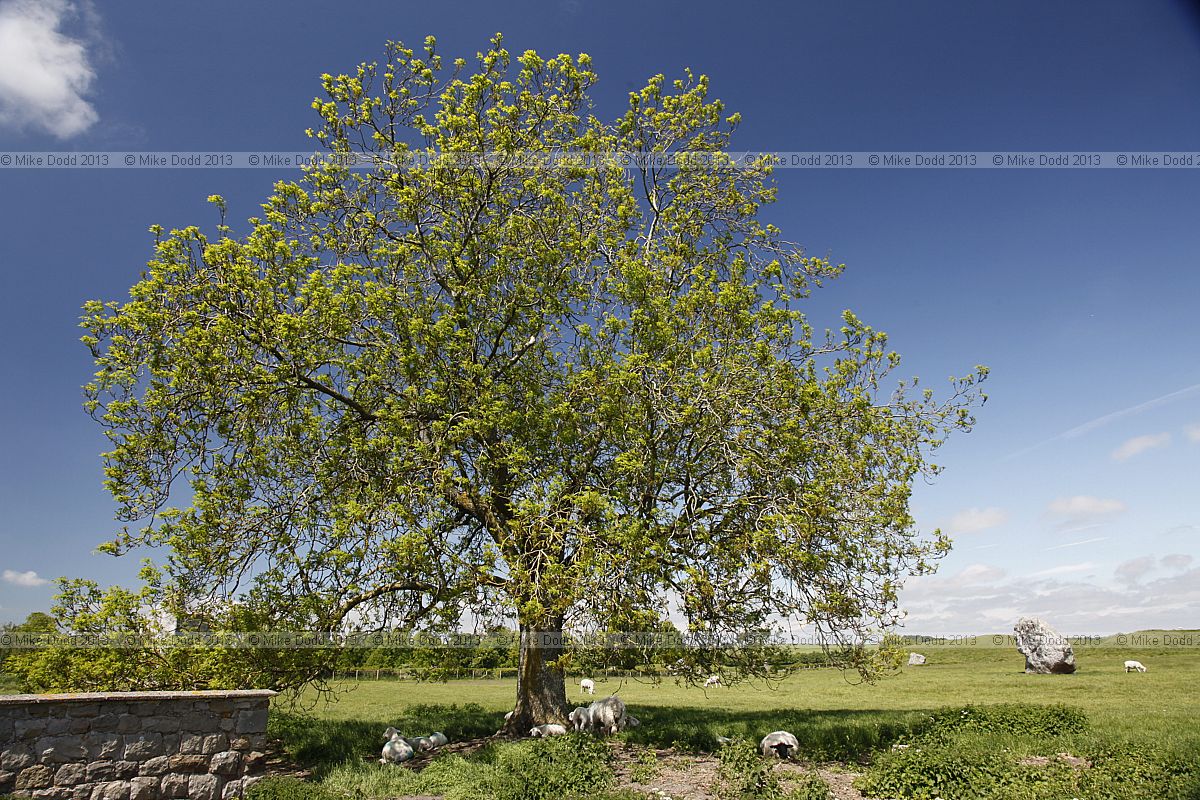 Fraxinus excelsior European Ash