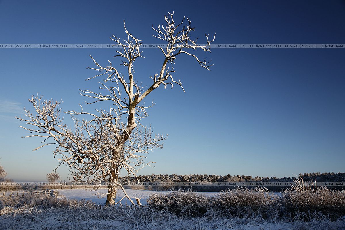 Fraxinus excelsior European ash with snow