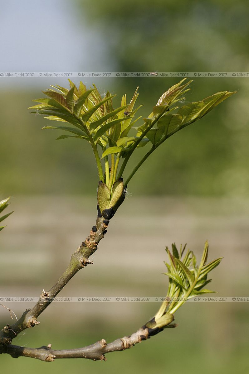 Fraxinus excelsior European ash
