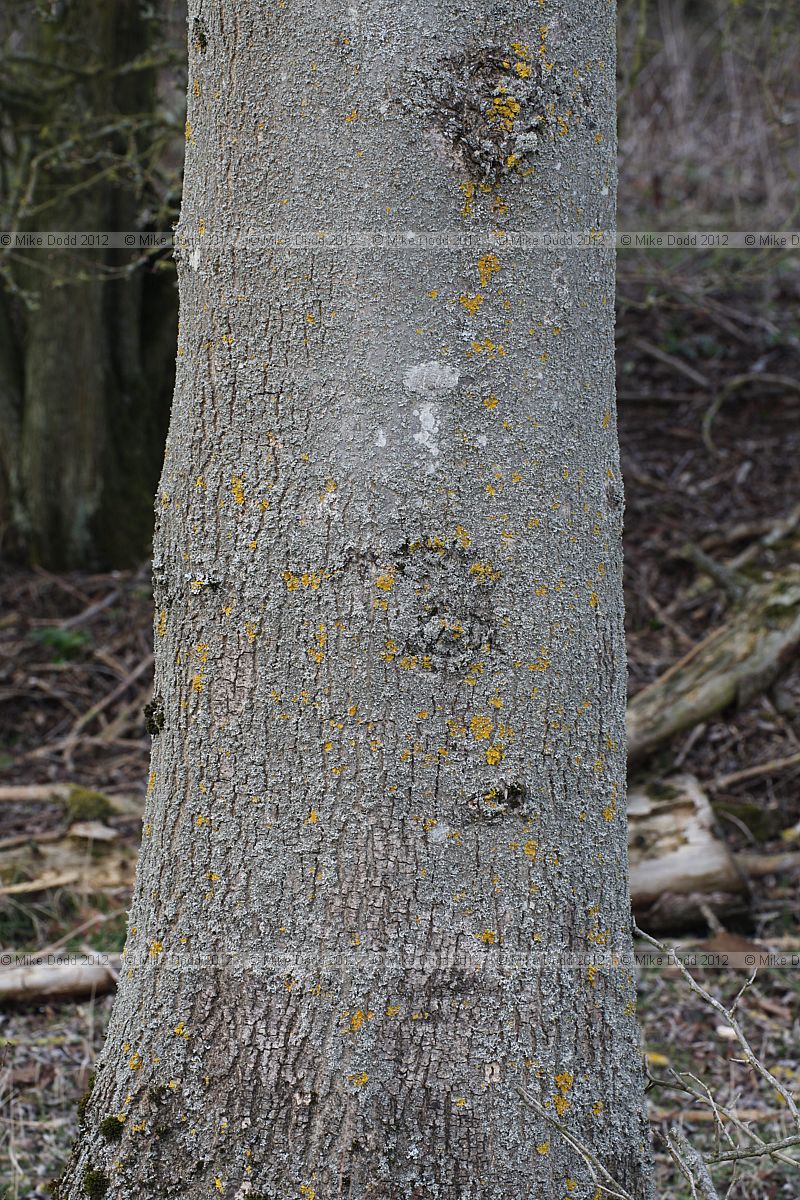 Fraxinus excelsior European ash