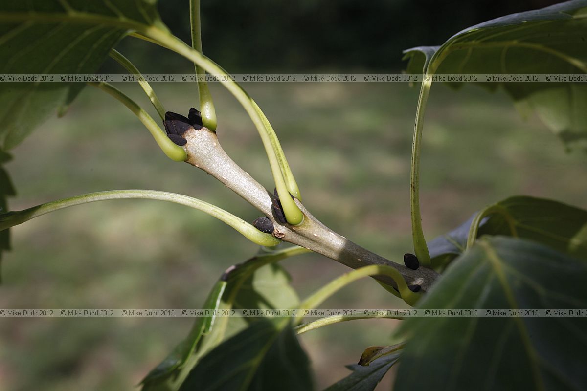 Fraxinus excelsior diversifolia Single-leaved Ash