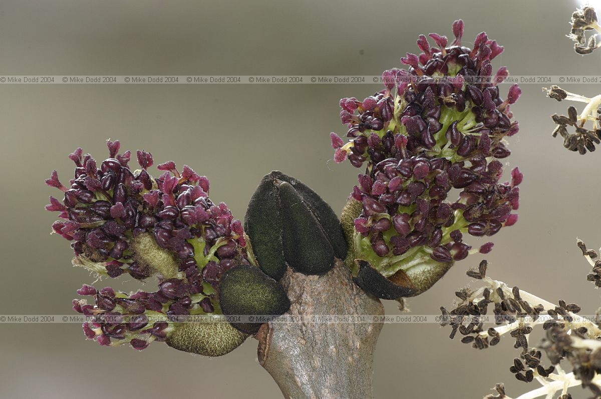 Fraxinus excelsior Ash flowers