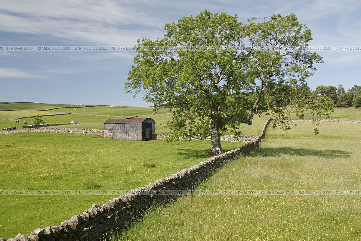Fraxinus excelsior Ash in species meadow Upper teesdale