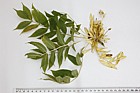 Fraxinus excelsior 'Jaspidea' Golden Ash