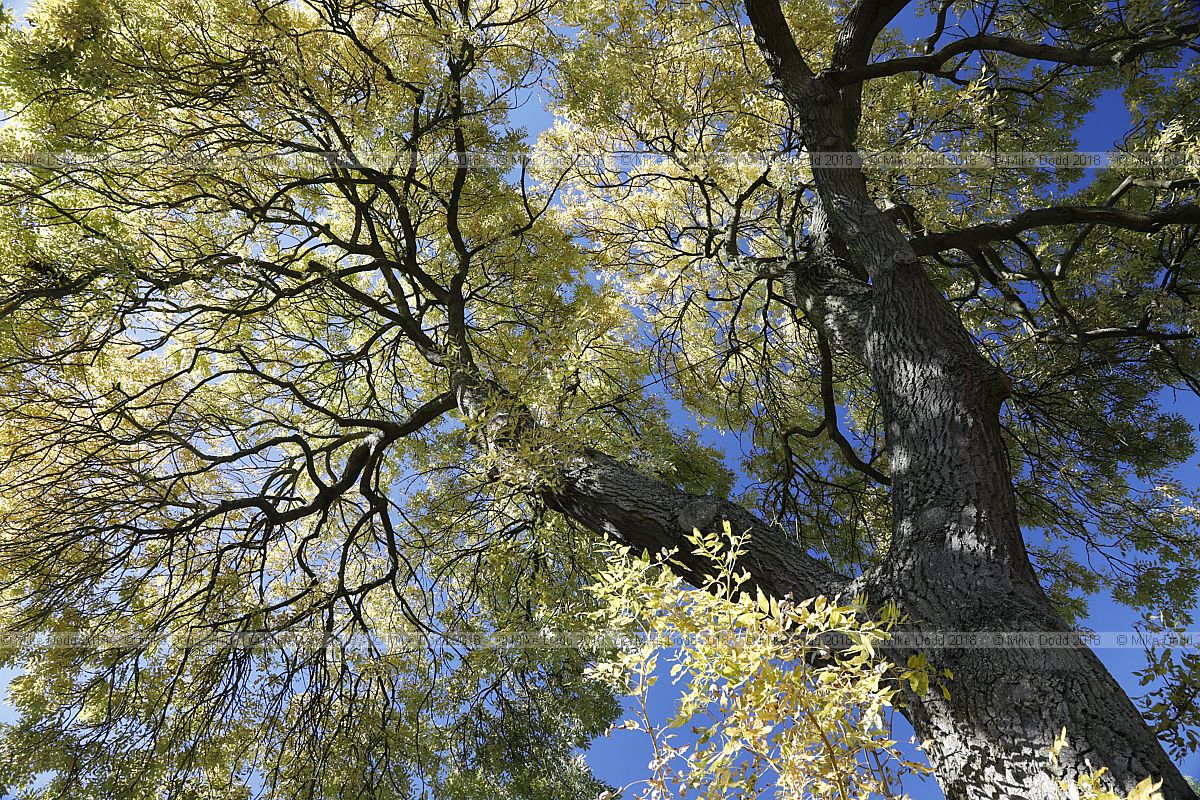 Fraxinus excelsior 'Jaspidea'