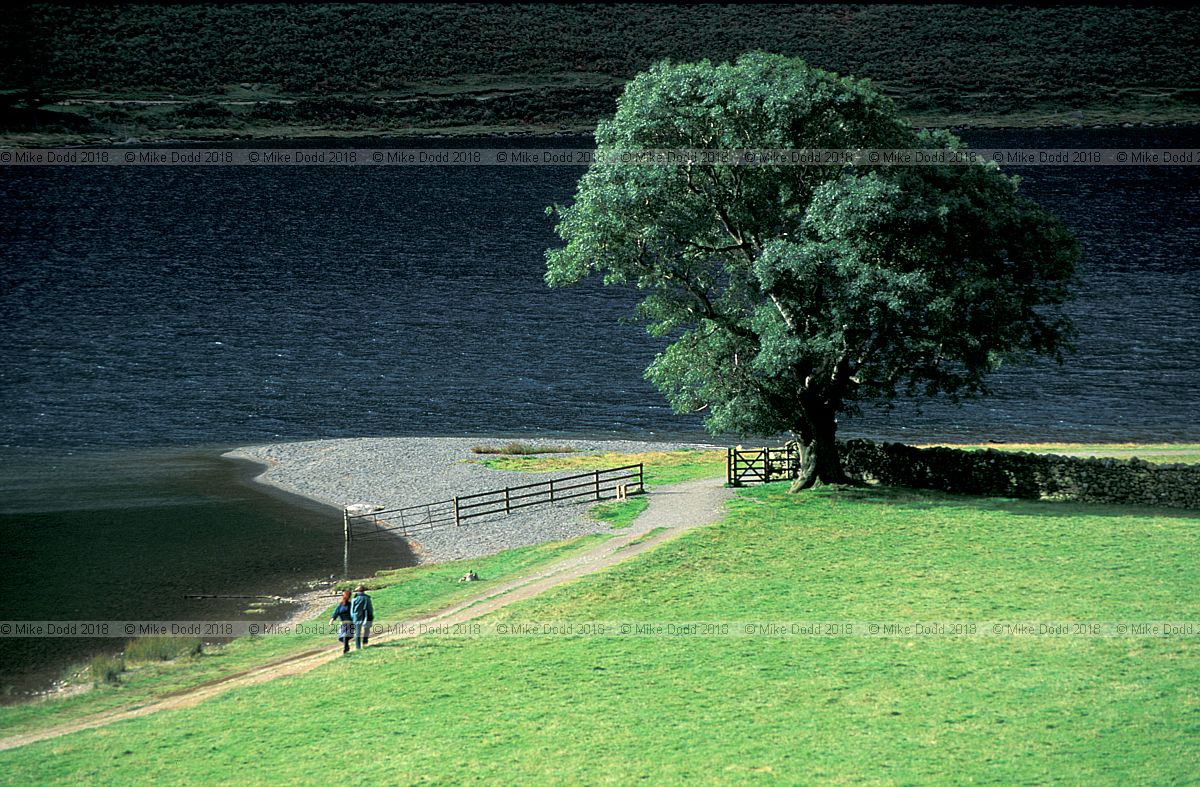 Fraxinus excelsior European ash tree walkers Buttermere, Lake district