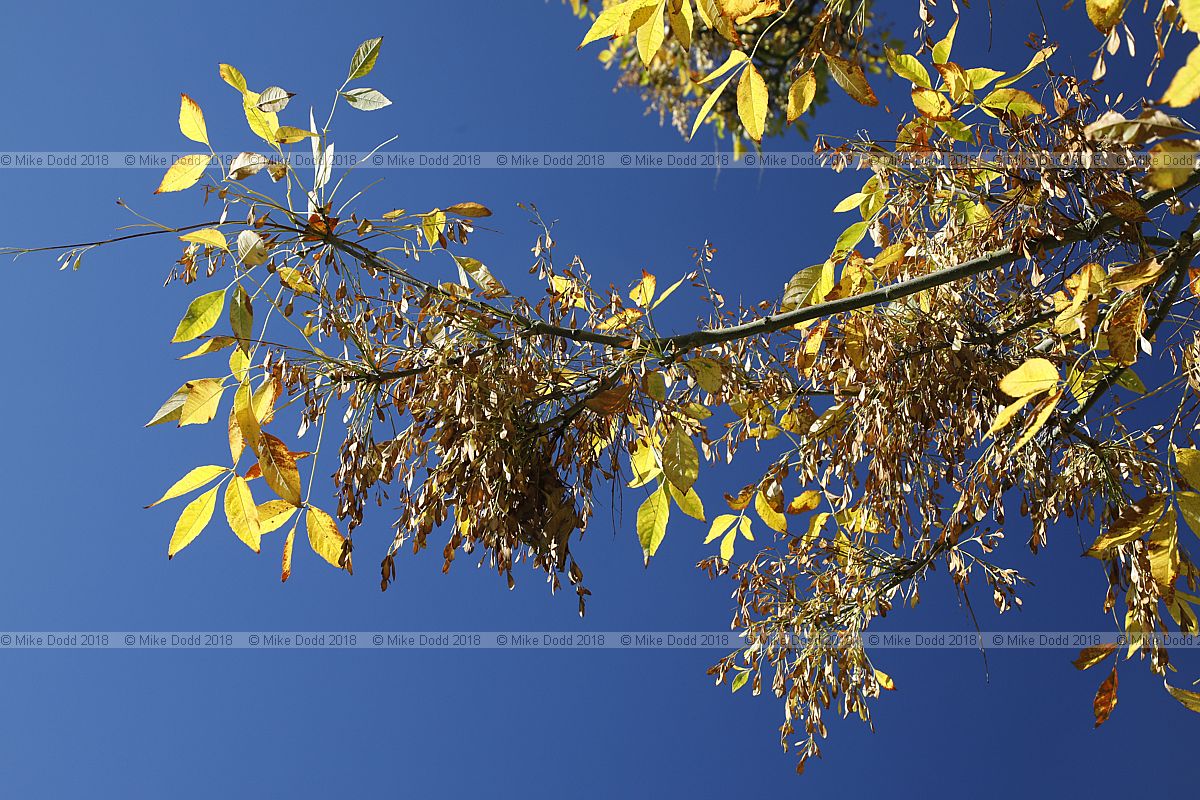Fraxinus latifolia Oregon ash
