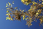 Fraxinus latifolia Oregon ash