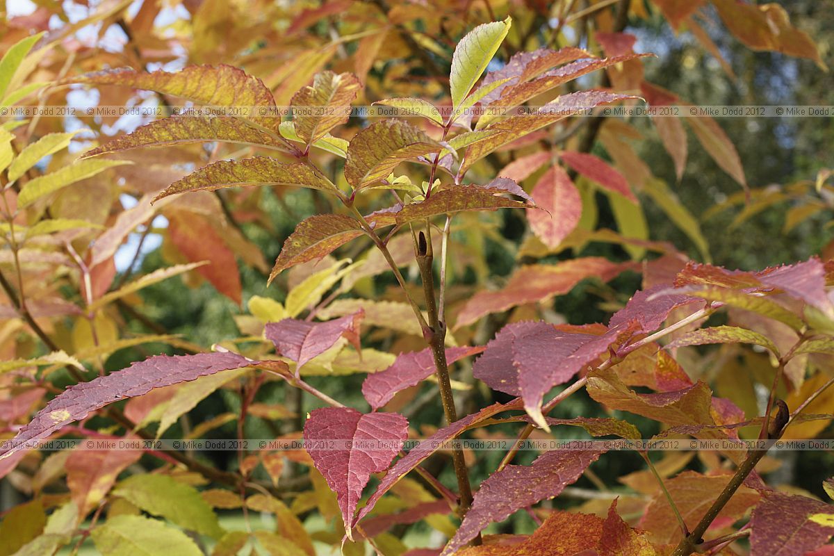Fraxinus mandshurica Manchurian Ash